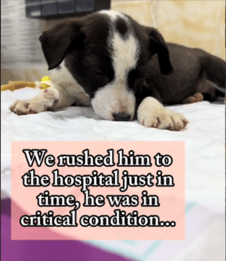 Abandoned Puppy Left to Freeze at a Bus Station Thought Kindness Wasn't Real — Until This Happened